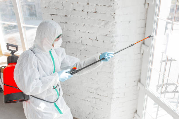 Best Mold Prevention Services in USA