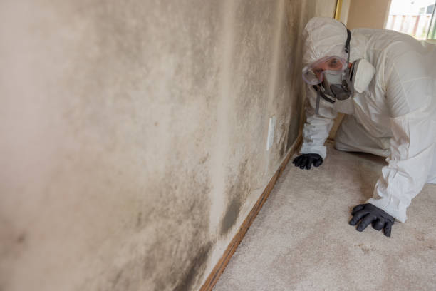 Best Black Mold Removal in USA