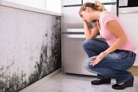 Best Mold Removal for HVAC Installations in USA